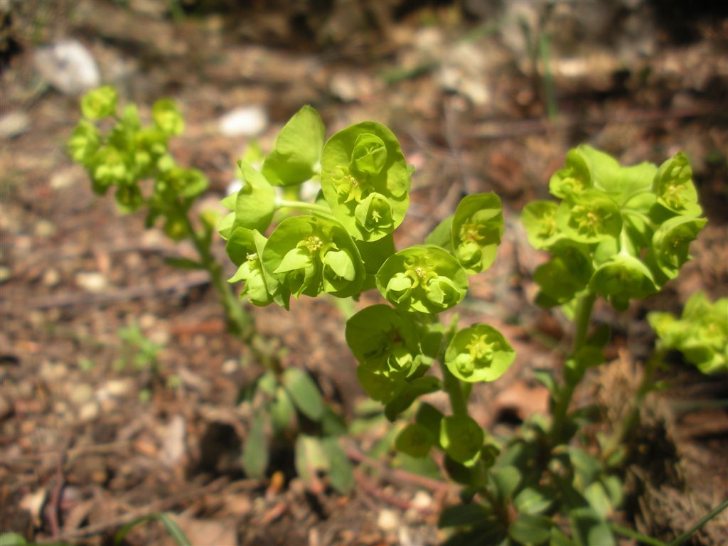 Euphorbia amygdaloides